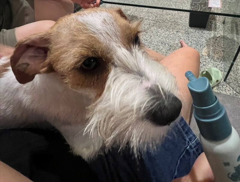 女人知己試用大隊,口碑行銷,部落客行銷,Goodmofamily歸毛家族 寵物肌膚救星組,歸毛家族 寵物肌膚救星,舒敏保濕洗毛乳,護膚噴液,精萃營養霜,博士30年生技專業,給足皮膚營養保護力,無抗生素 無類固醇,神經醯胺,19種綜合胺基酸,榮獲SNQ國家認證,上萬毛爸媽見證,3週幫助皮膚健康,NO.1寵物肌膚口碑霸主,寵物第一護膚領導品牌